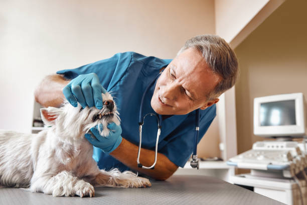 Best Emergency Dental Services for Seniors in Audubon Park, NJ